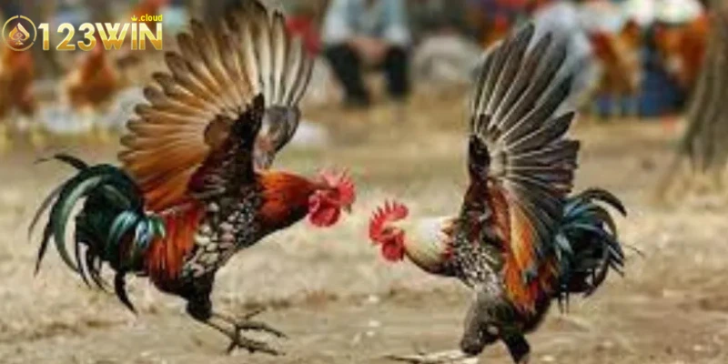Các hình thức đá gà hệ thống 0123WIN nổi bật