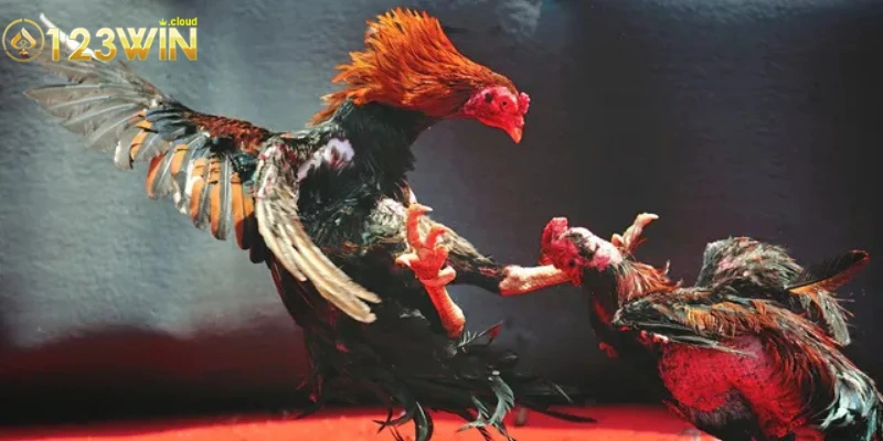 Giới thiệu chi tiết nhất về hình thức chơi đá gà cựa dao