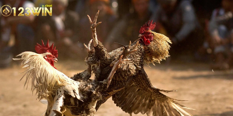 Những lưu ý cực quan trọng khi tham gia đá gà cựa dao