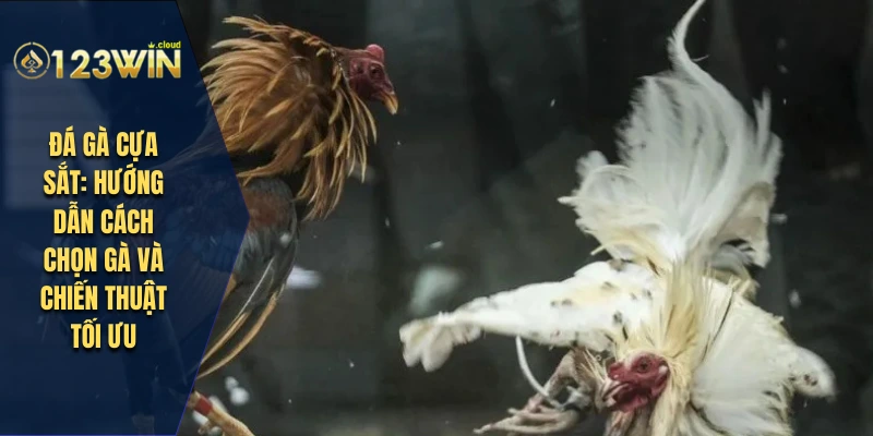 đá gà cựa sắt