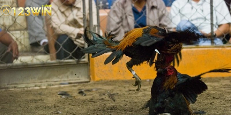 Các quy tắc cơ bản cần biết trong luật chơi đá gà