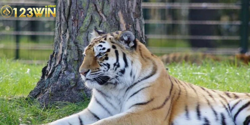 Những con số liên quan đến giấc mơ hổ